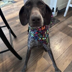 Capone Neon Rainbow Colorful Dog Reversible Bandana Neckerchief